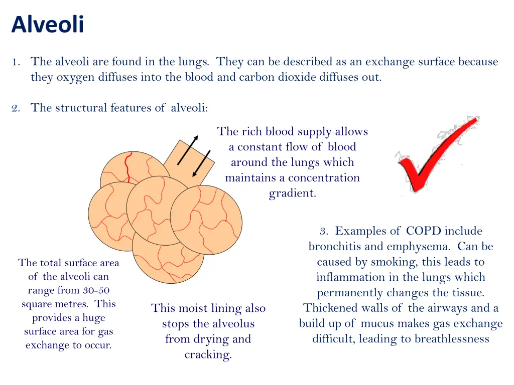 alveoli