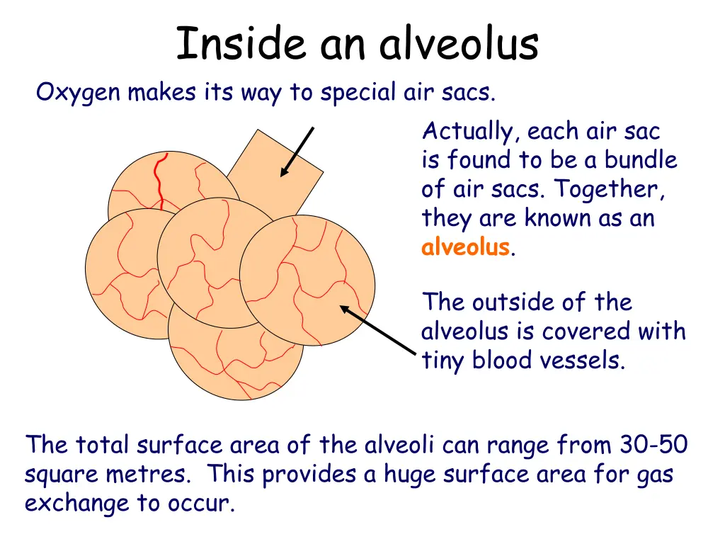 inside an alveolus