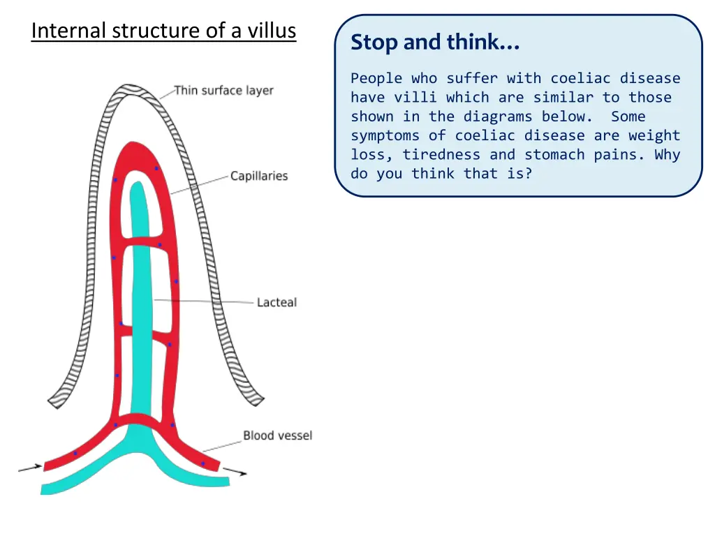 internal structure of a villus