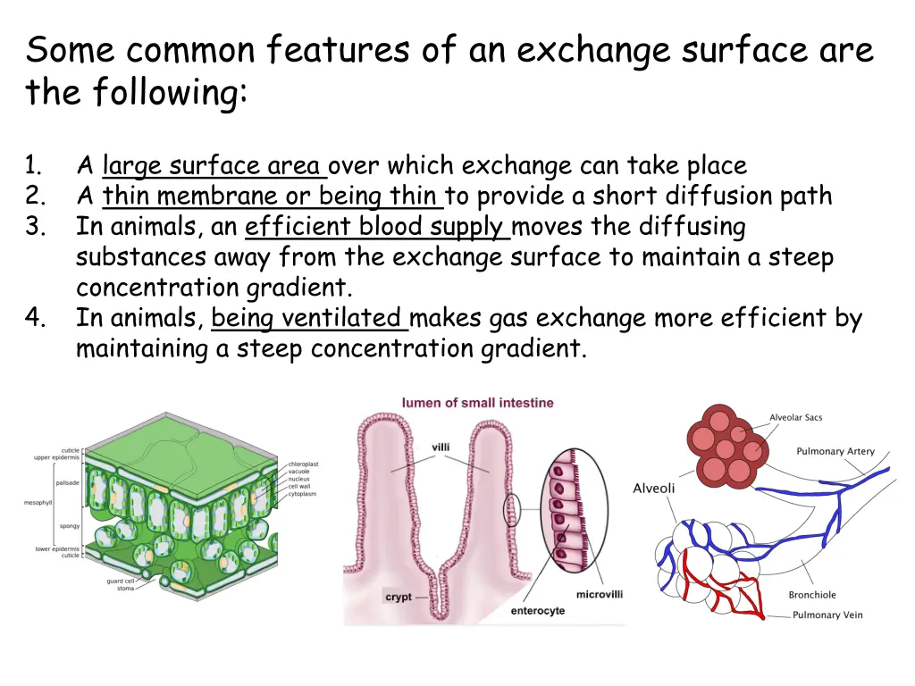 some common features of an exchange surface