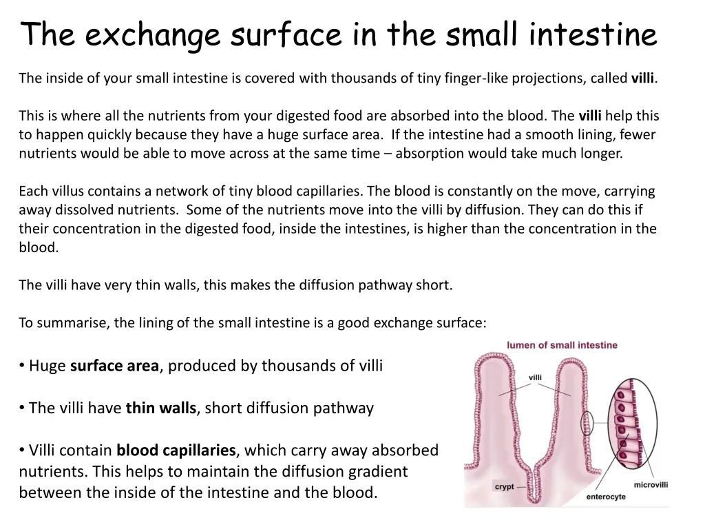 the exchange surface in the small intestine