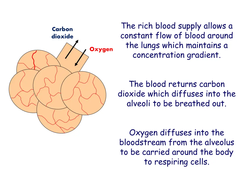 the rich blood supply allows a constant flow