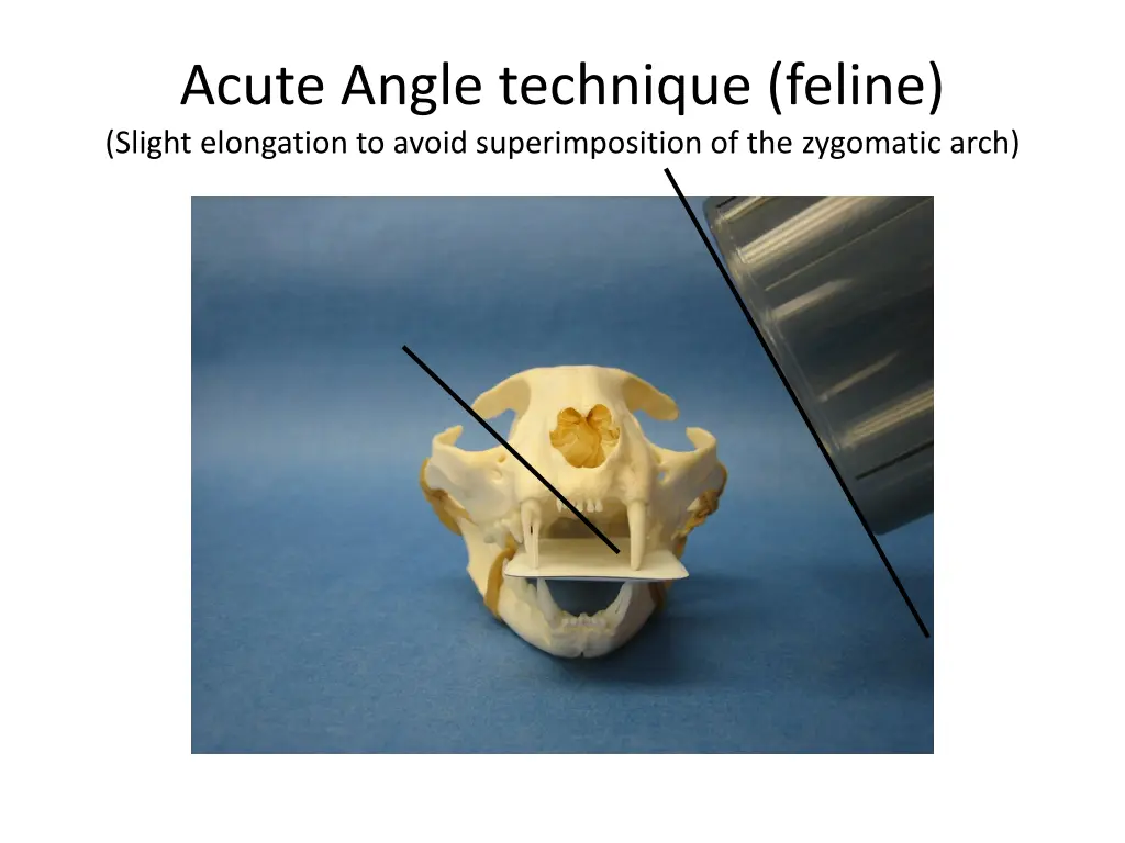 acute angle technique feline slight elongation