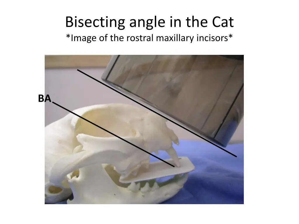 bisecting angle in the cat image of the rostral