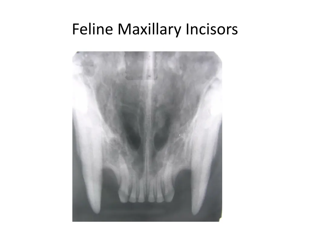 feline maxillary incisors