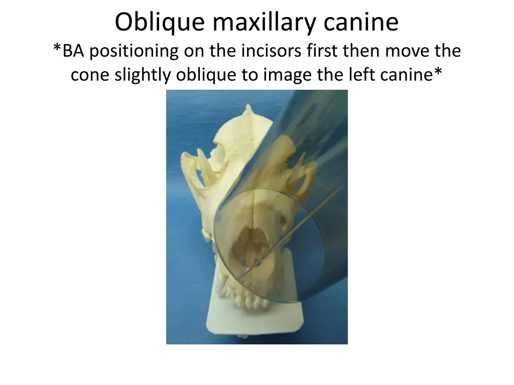 oblique maxillary canine ba positioning