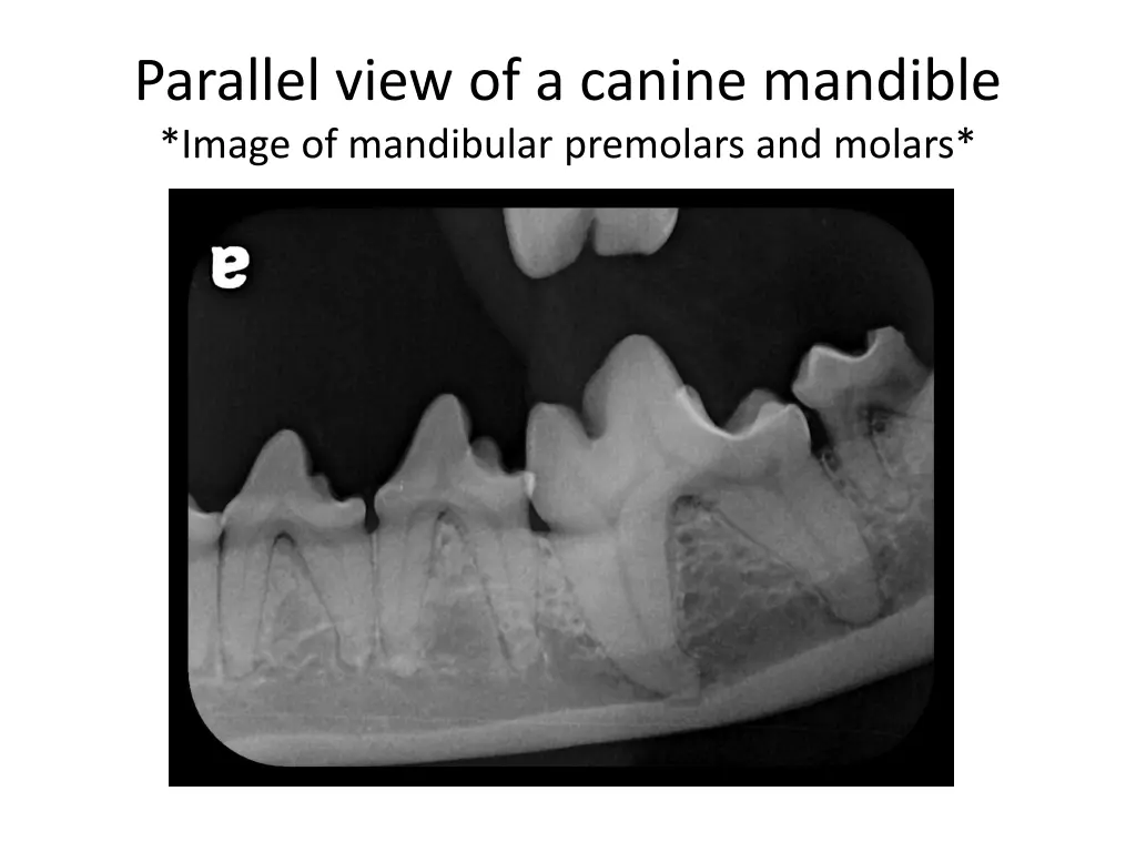 parallel view of a canine mandible image