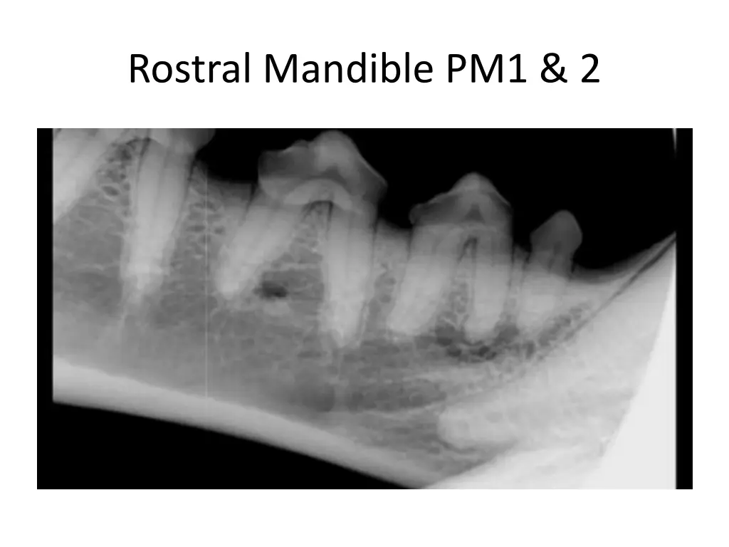 rostral mandible pm1 2