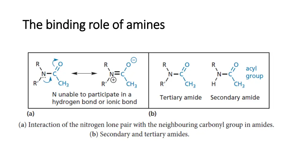 the binding role of amines the binding role 5