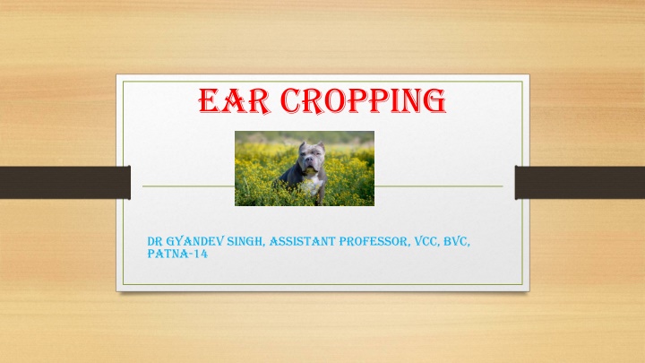 ear cropping