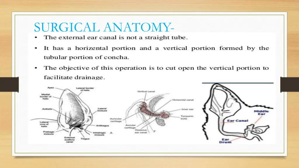 surgical anatomy