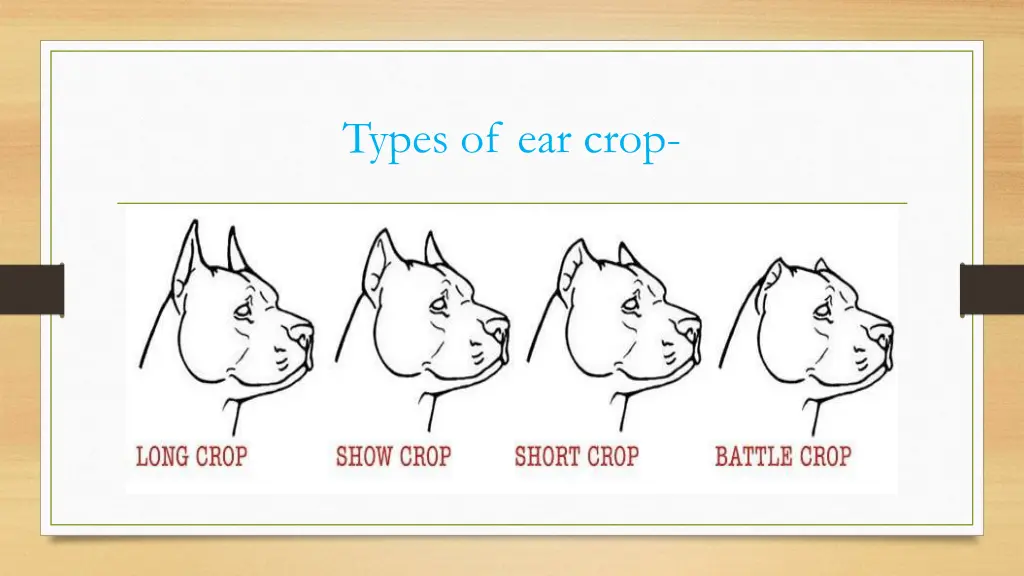 types of ear crop