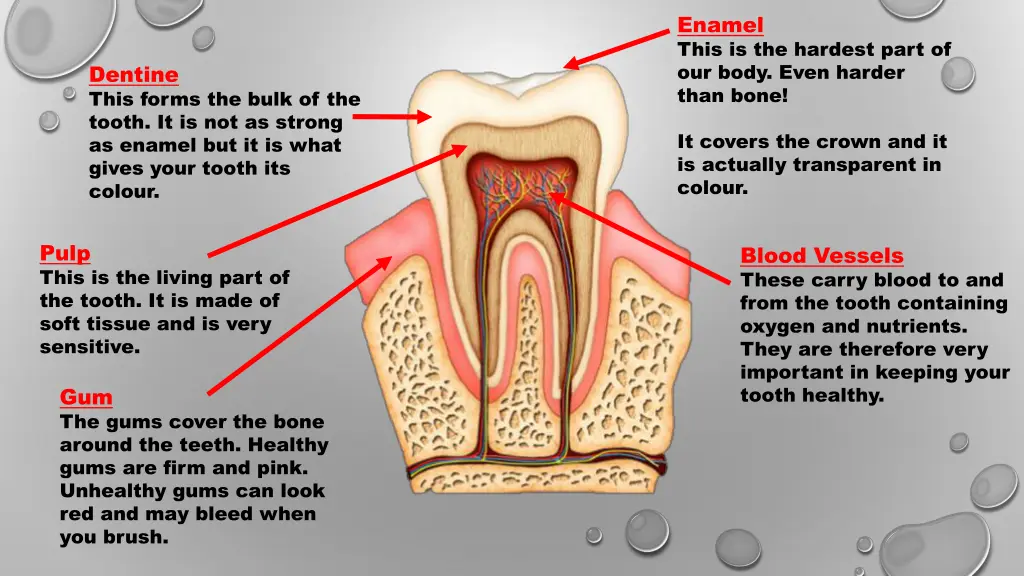 enamel this is the hardest part of our body even