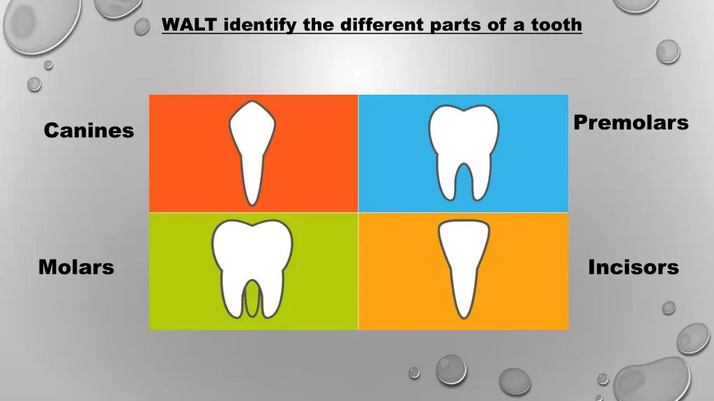 walt identify the different parts of a tooth 1