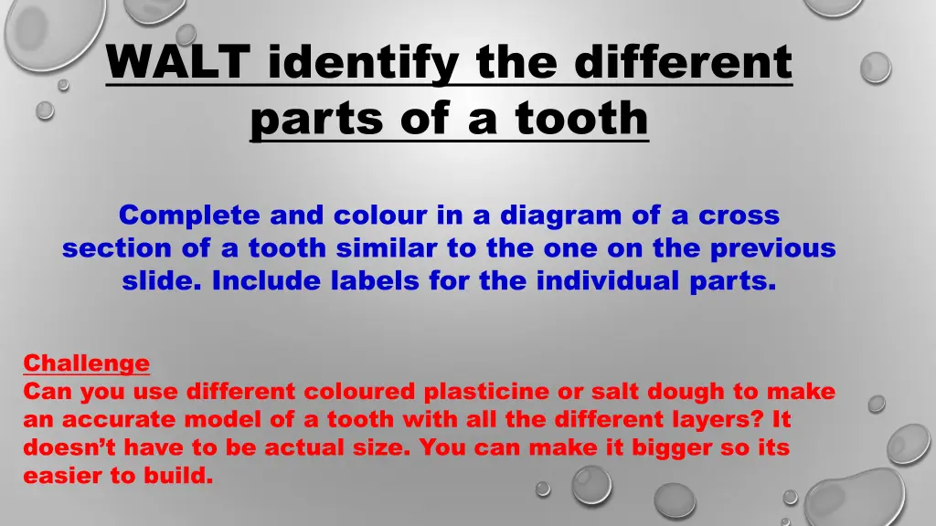 walt identify the different parts of a tooth 2