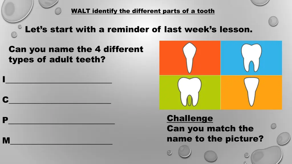 walt identify the different parts of a tooth