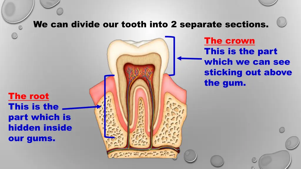 we can divide our tooth into 2 separate sections