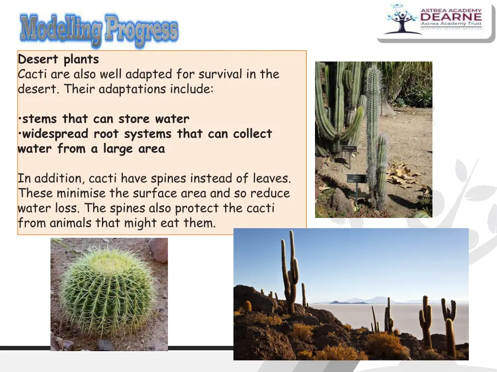 desert plants cacti are also well adapted