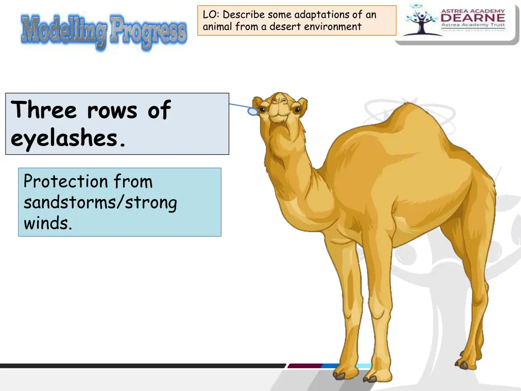 lo describe some adaptations of an animal from