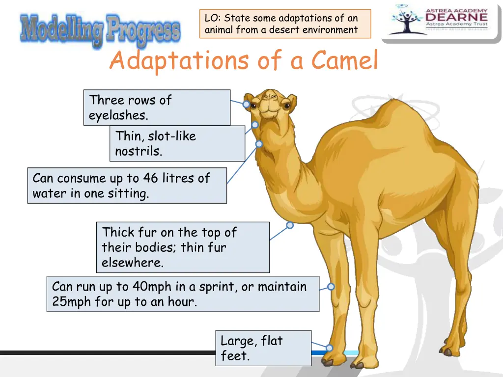 lo state some adaptations of an animal from