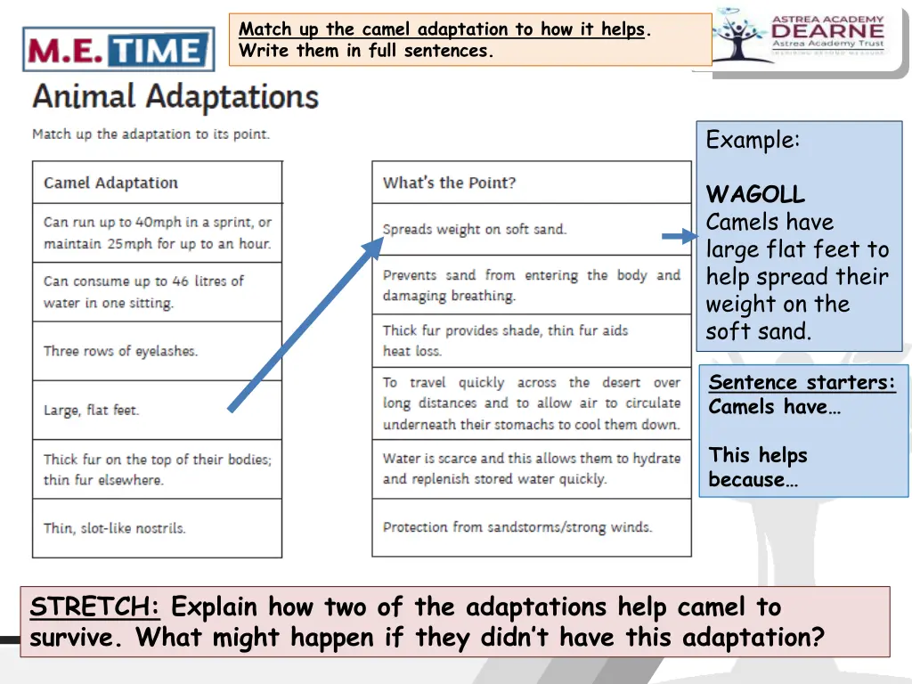 match up the camel adaptation to how it helps