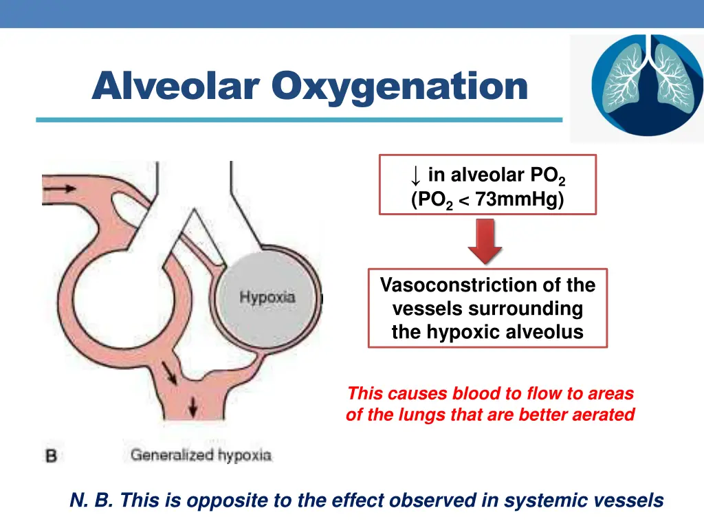 alveolar oxygenation