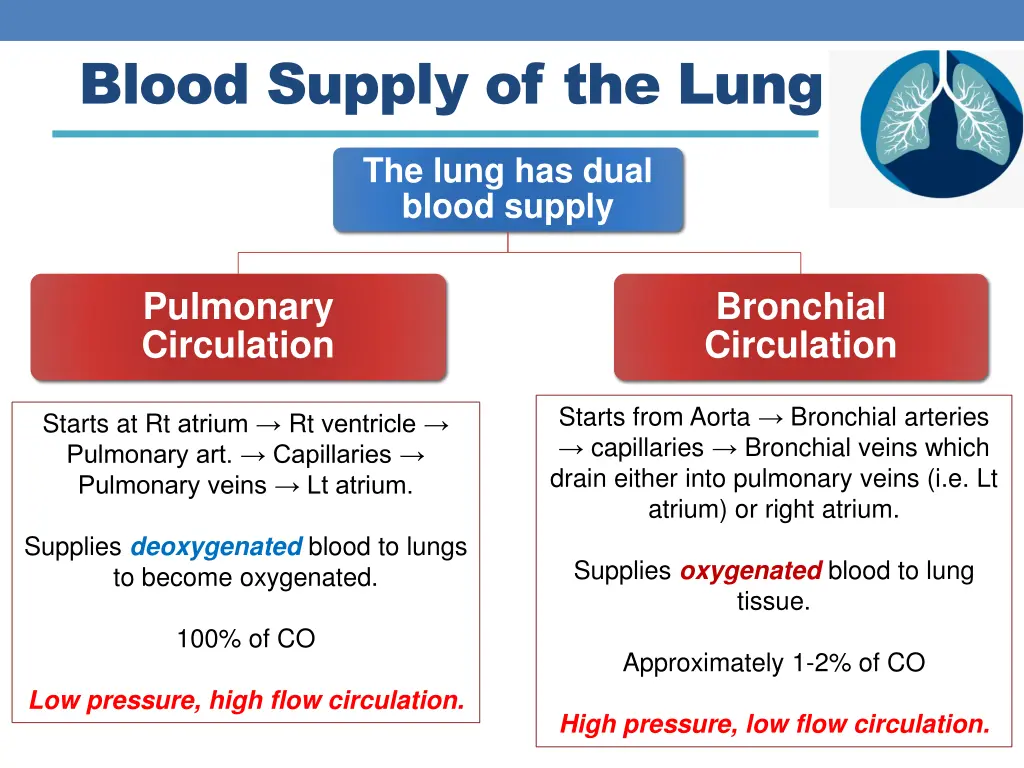 blood supply of the lung