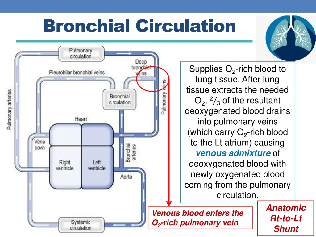 bronchial circulation