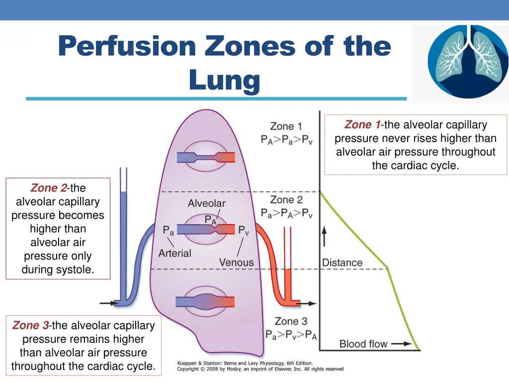 perfusion zones of the lung 1