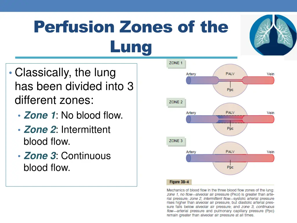 perfusion zones of the lung