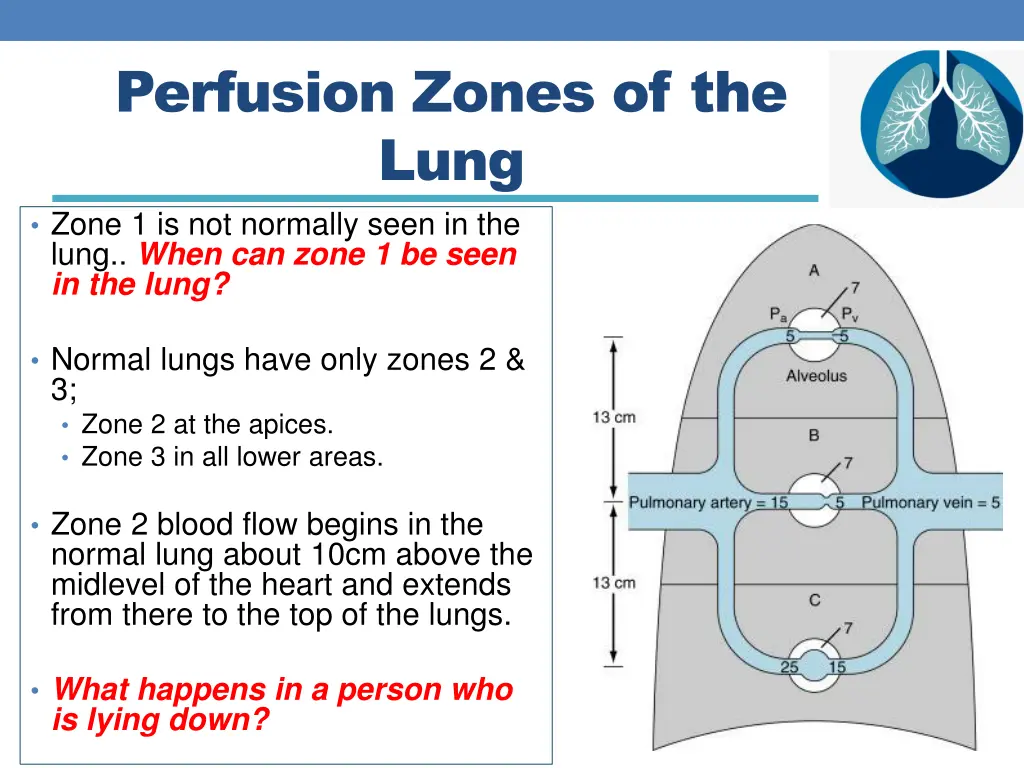 perfusion zones of the lung zone