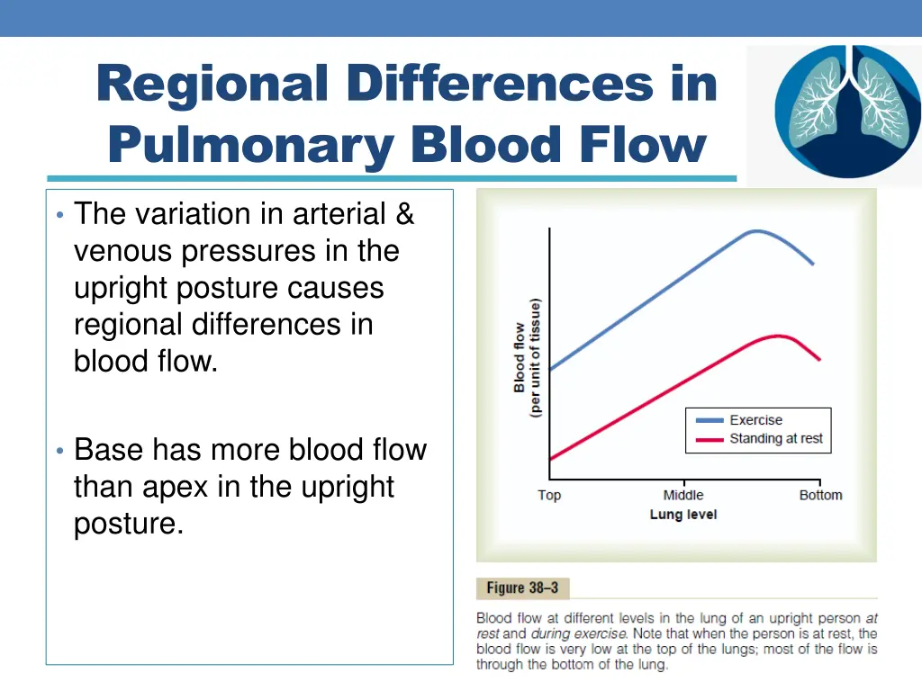 regional differences in pulmonary blood flow