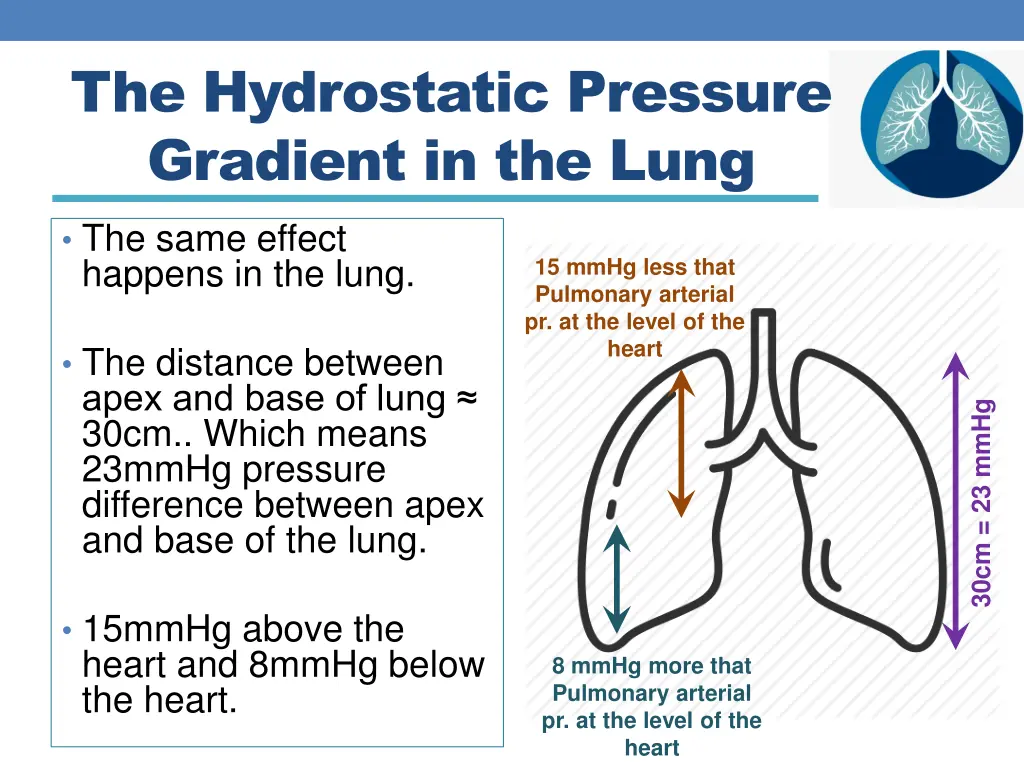 the hydrostatic pressure gradient in the lung