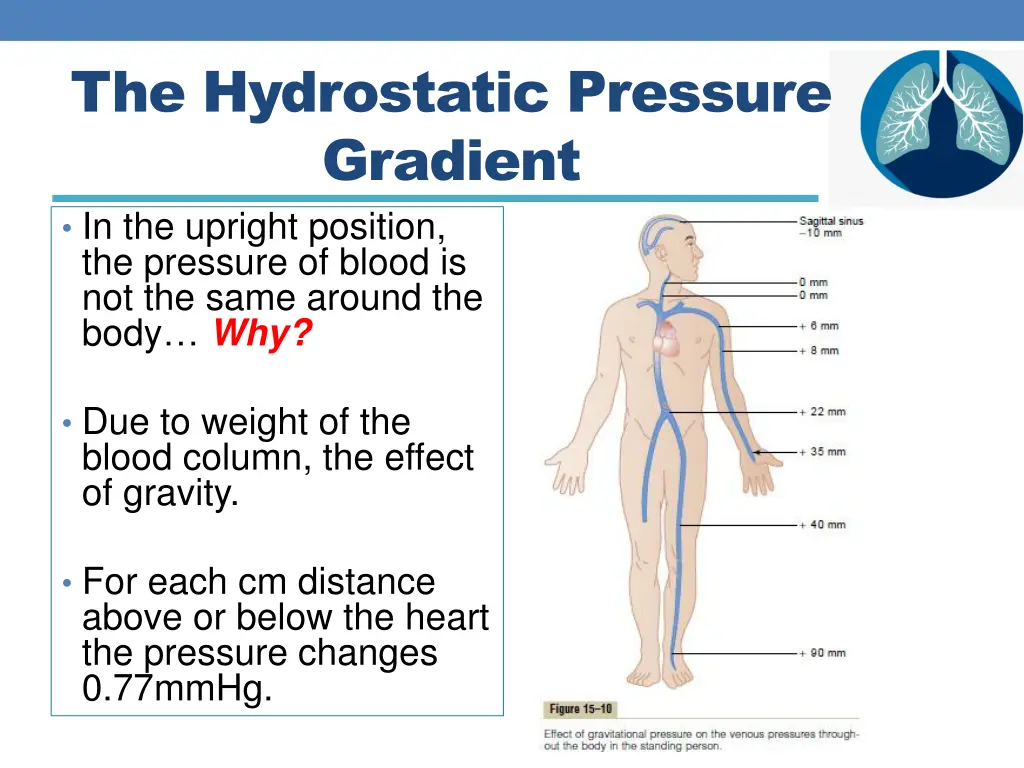 the hydrostatic pressure gradient in the upright