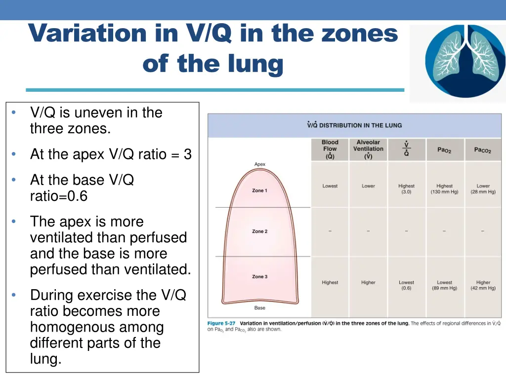 variation in v q in the zones of the lung