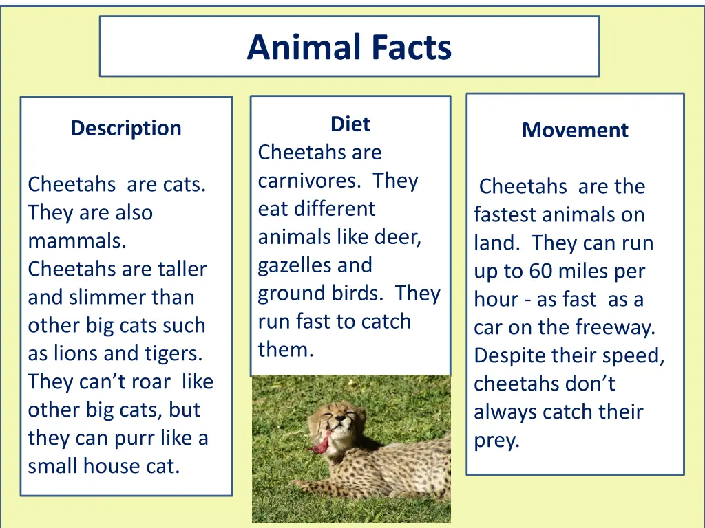 animal facts