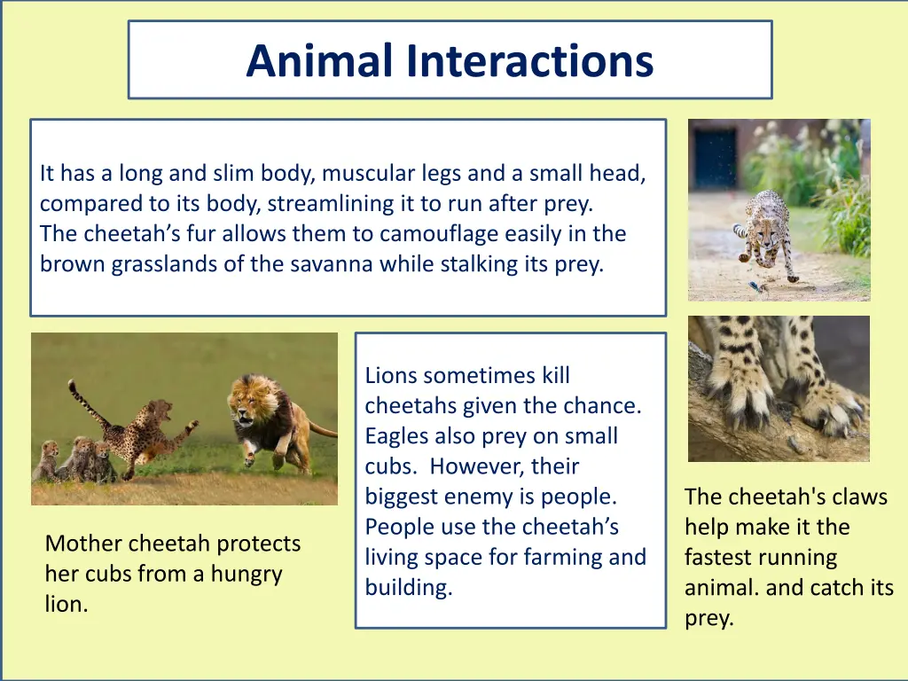 animal interactions