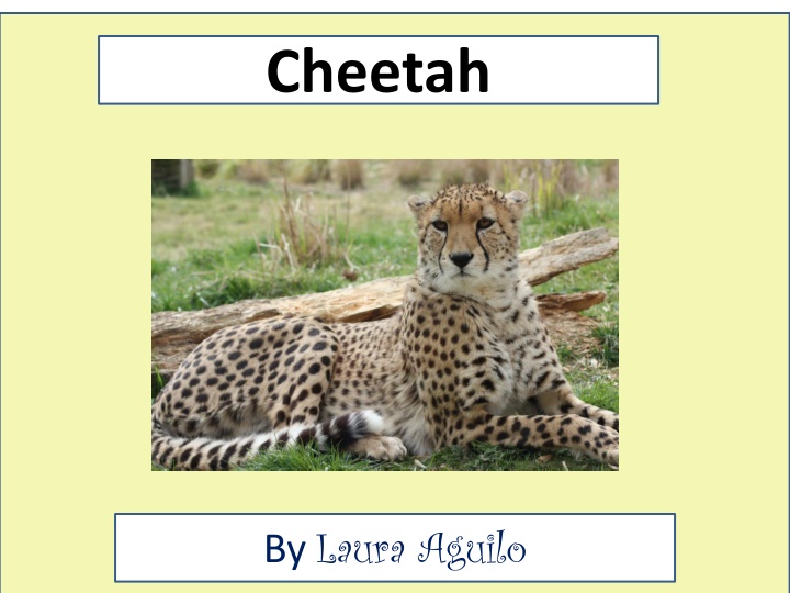 cheetah