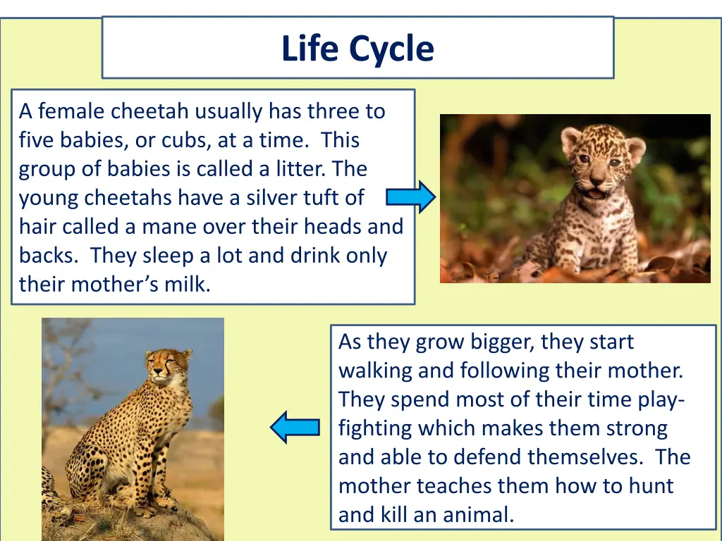 life cycle