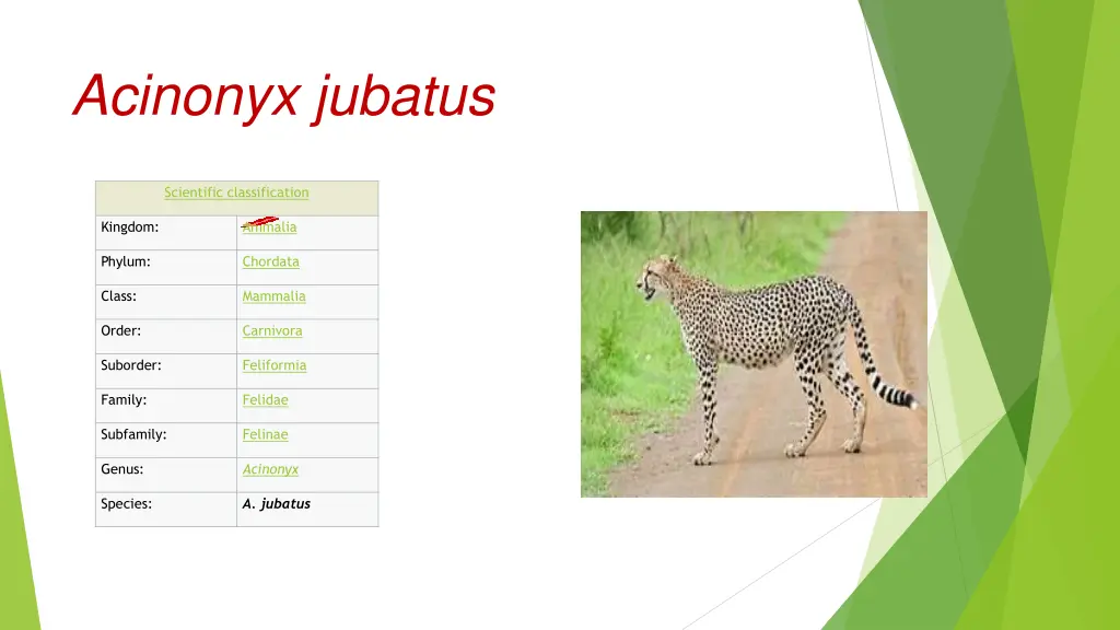 acinonyx jubatus