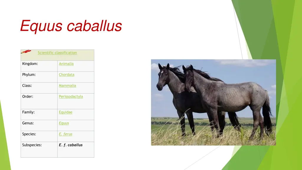 equus caballus