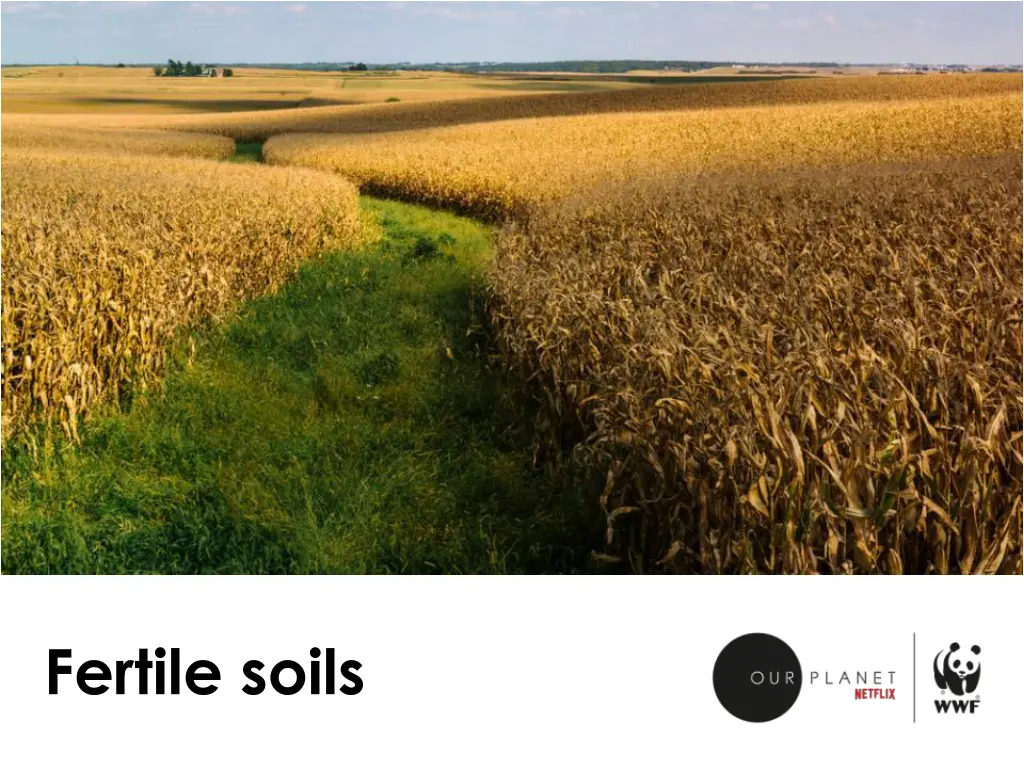 fertile soils