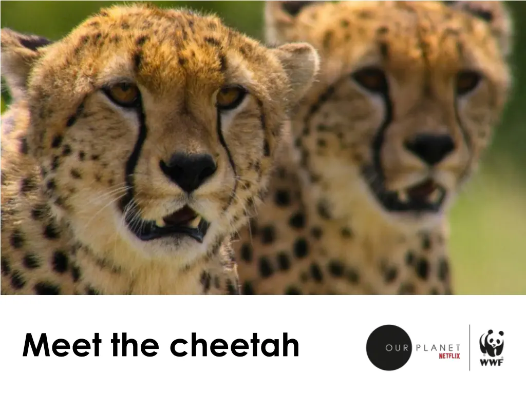 meet the cheetah