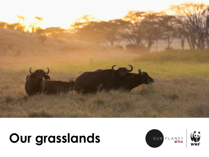 our grasslands