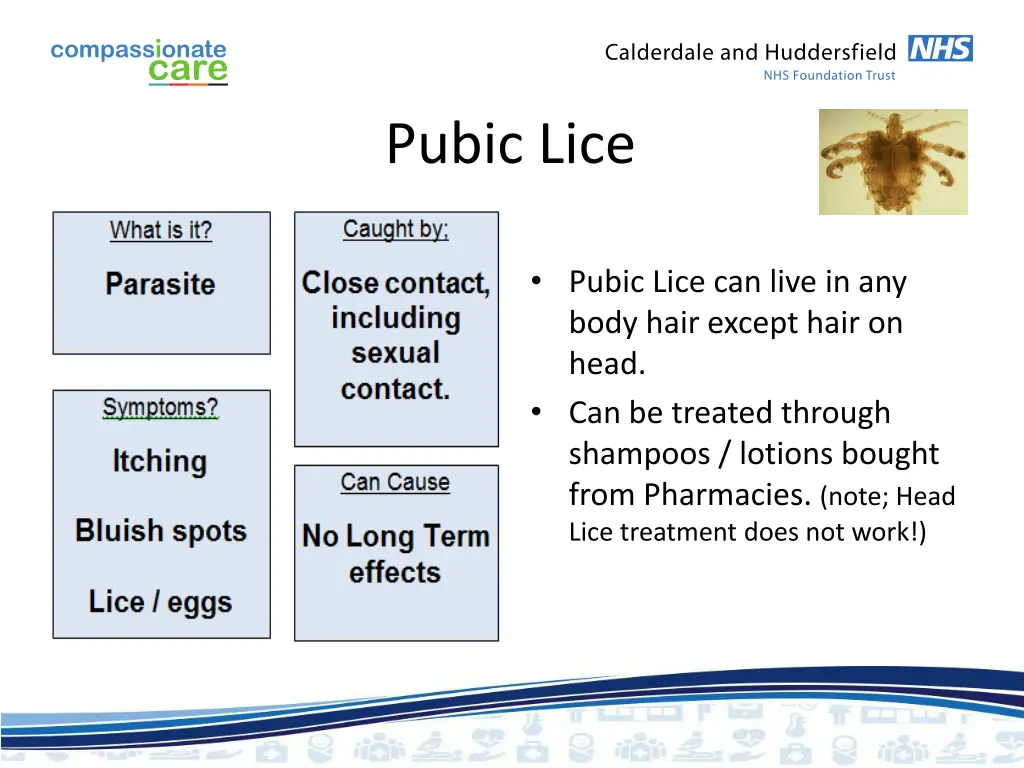 pubic lice