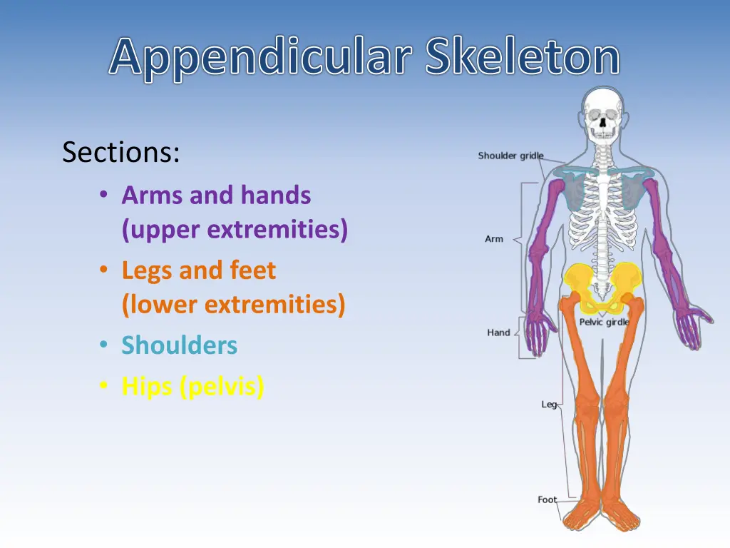 appendicular skeleton