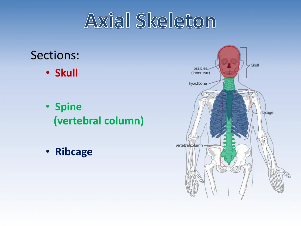 axial skeleton