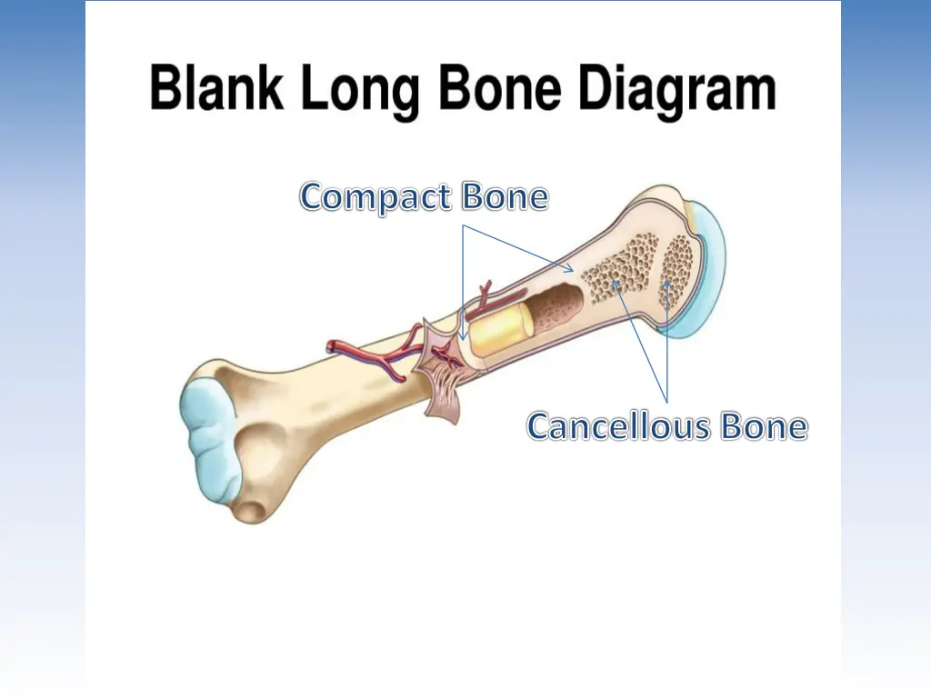 compact bone 1