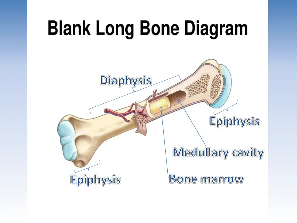 diaphysis