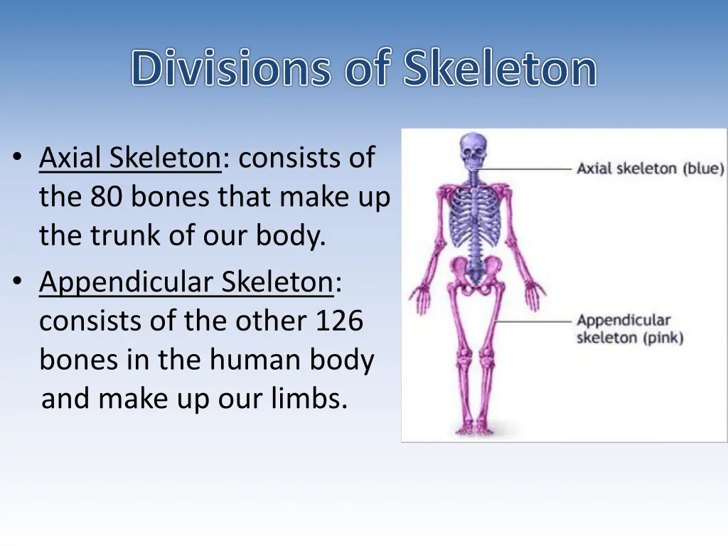 divisions of skeleton